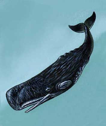Виды китов список
