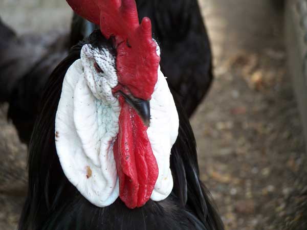 Черная курица порода