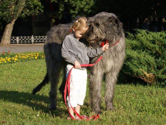 Одной из самых крупных собак считается ирландский волкодав