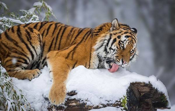 Уссурийский-тигр-Описание-особенности-образ-жизни-и-среда-обитания-хищника-6