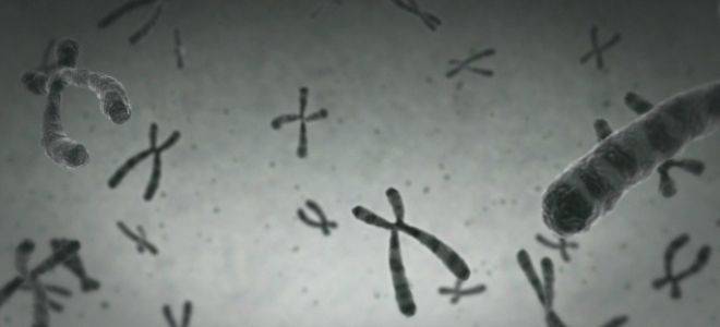 Гомологичные и негомологичные хромосомы