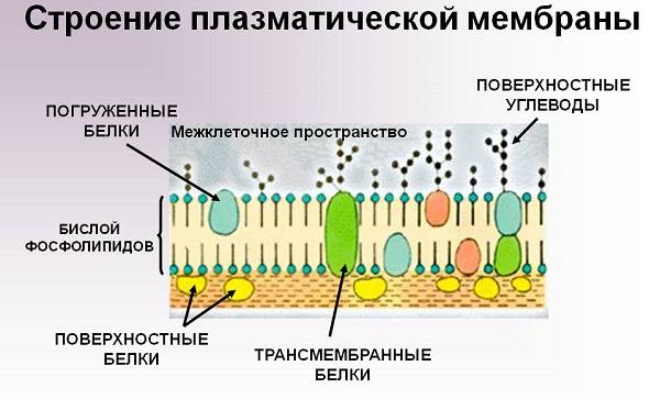 Рисунок мембраны клетки