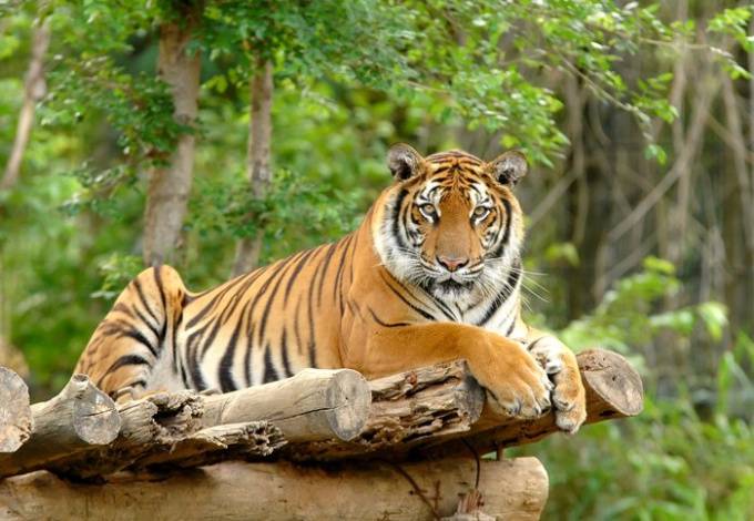 Сколько осталось амурских тигров в россии