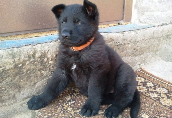 Породы черных собак с фотографиями и названиями
