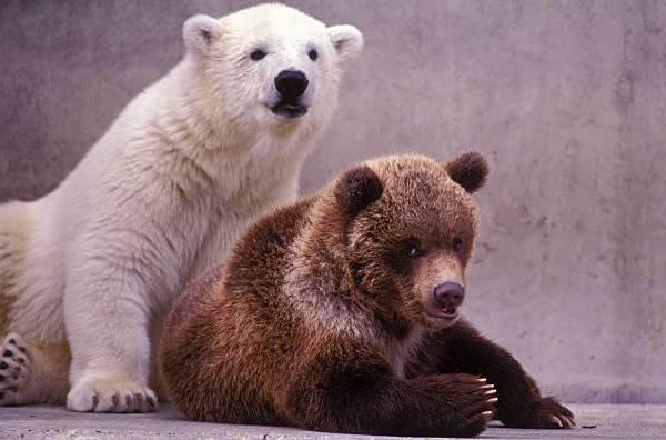Белый-медведь-животное-Описание-особенности-образ-жизни-и-среда-обитания-медведя-19