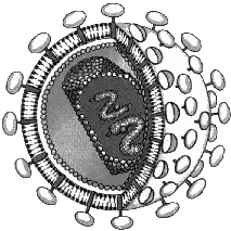 Органоиды прокариотической клетки