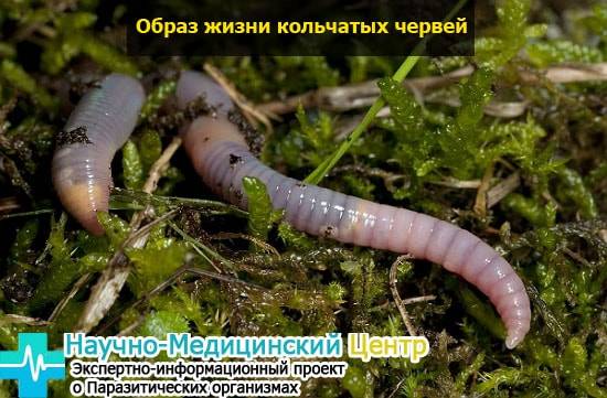 Бесполое размножение некоторых кольчатых червей осуществляется путем