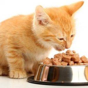 Сколько должна есть кошка в день