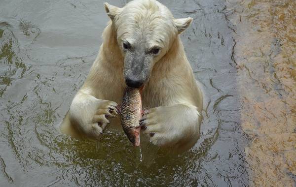 Белый-медведь-животное-Описание-особенности-образ-жизни-и-среда-обитания-медведя-11