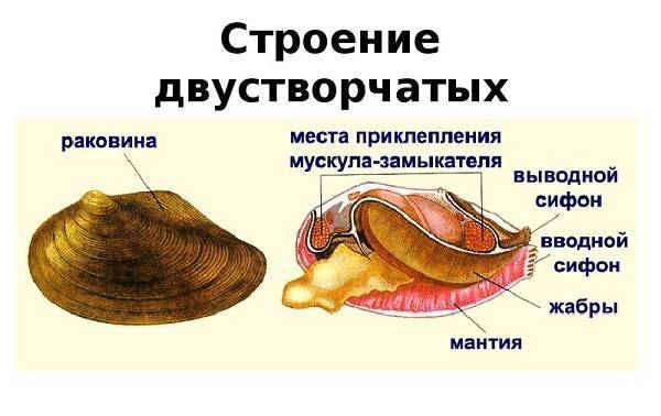 Двустворчатые-моллюски-Описание-особенности-строение-и-виды-двустворчатых-моллюсков-2