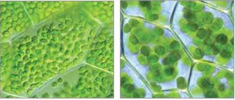 Отличительные особенности растительной и животной клетки