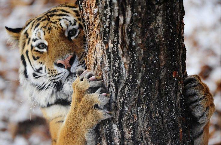 Жизнь тигров