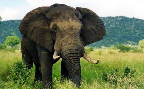 Интересные факты о слонах для детей