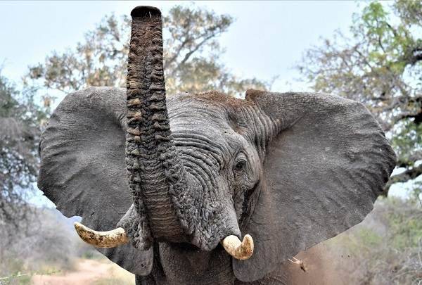Слон-животное-Описание-особенности-виды-образ-жизни-и-среда-обитания-слона-2