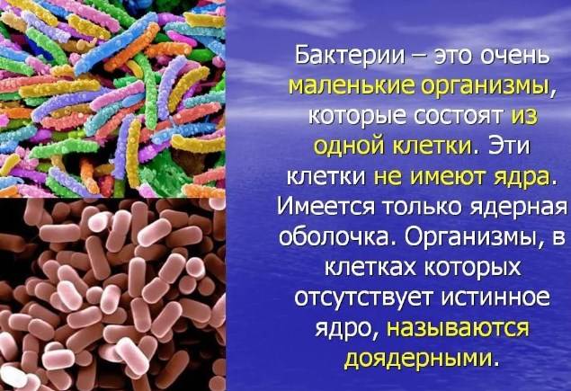 Интересные факты про бактерии