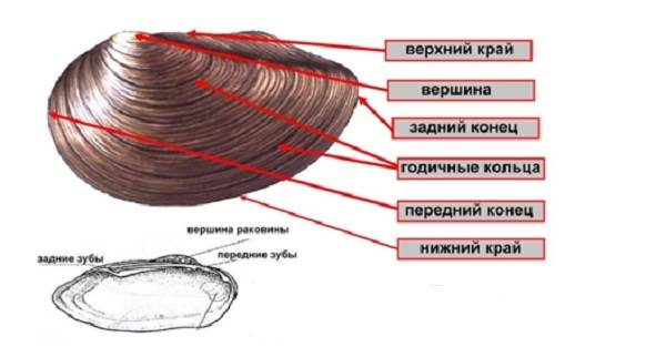 Двустворчатые-моллюски-Описание-особенности-строение-и-виды-двустворчатых-моллюсков-29