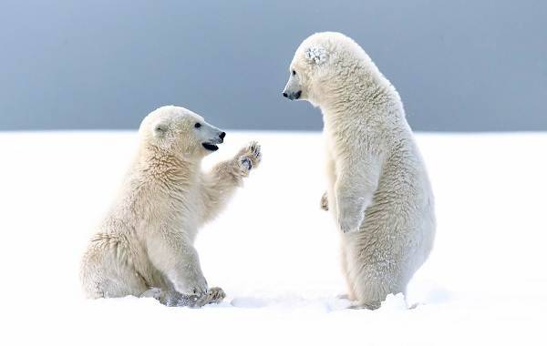 Белый-медведь-животное-Описание-особенности-образ-жизни-и-среда-обитания-медведя-13