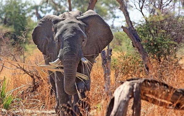 Слон-животное-Описание-особенности-виды-образ-жизни-и-среда-обитания-слона-10