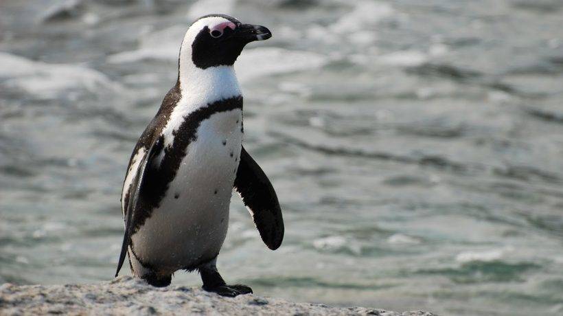 Пингвины живут в арктике или антарктиде