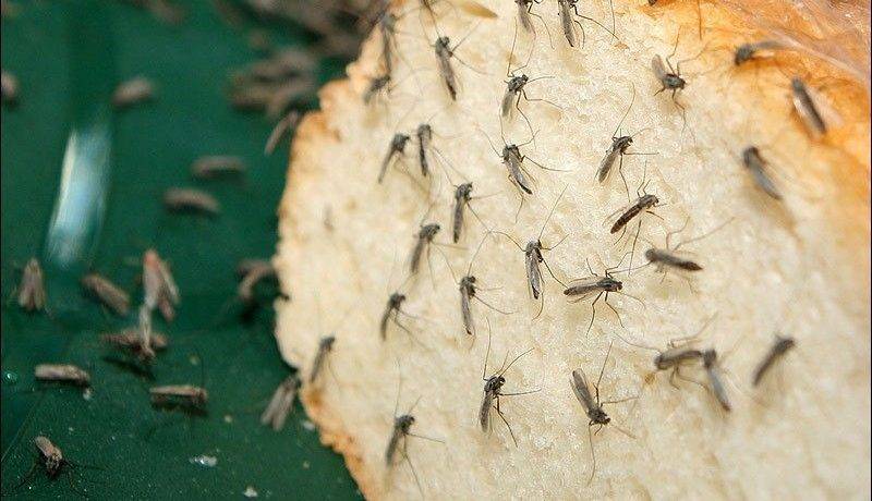 Сколько времени живет комар