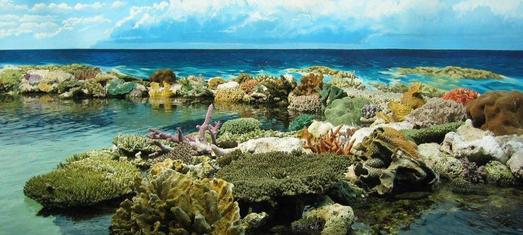Представители растительного и животного мира тихого океана