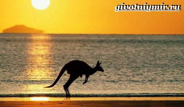 Животные-Австралии