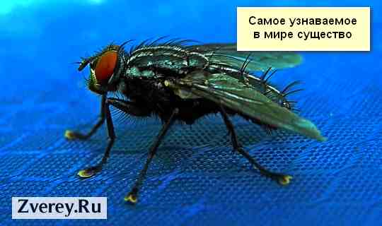 Домашняя муха