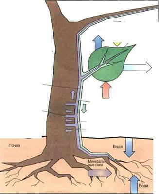 Чем питаются деревья
