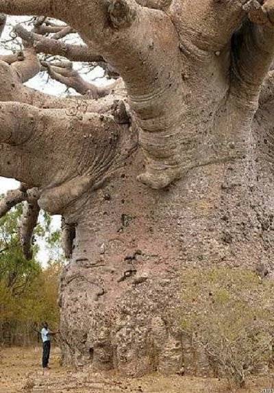Толстое дерево саванны название