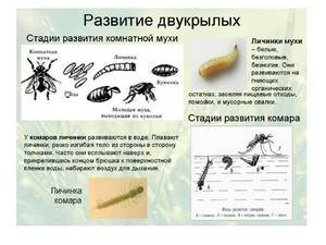Чем питаются мухи в природе