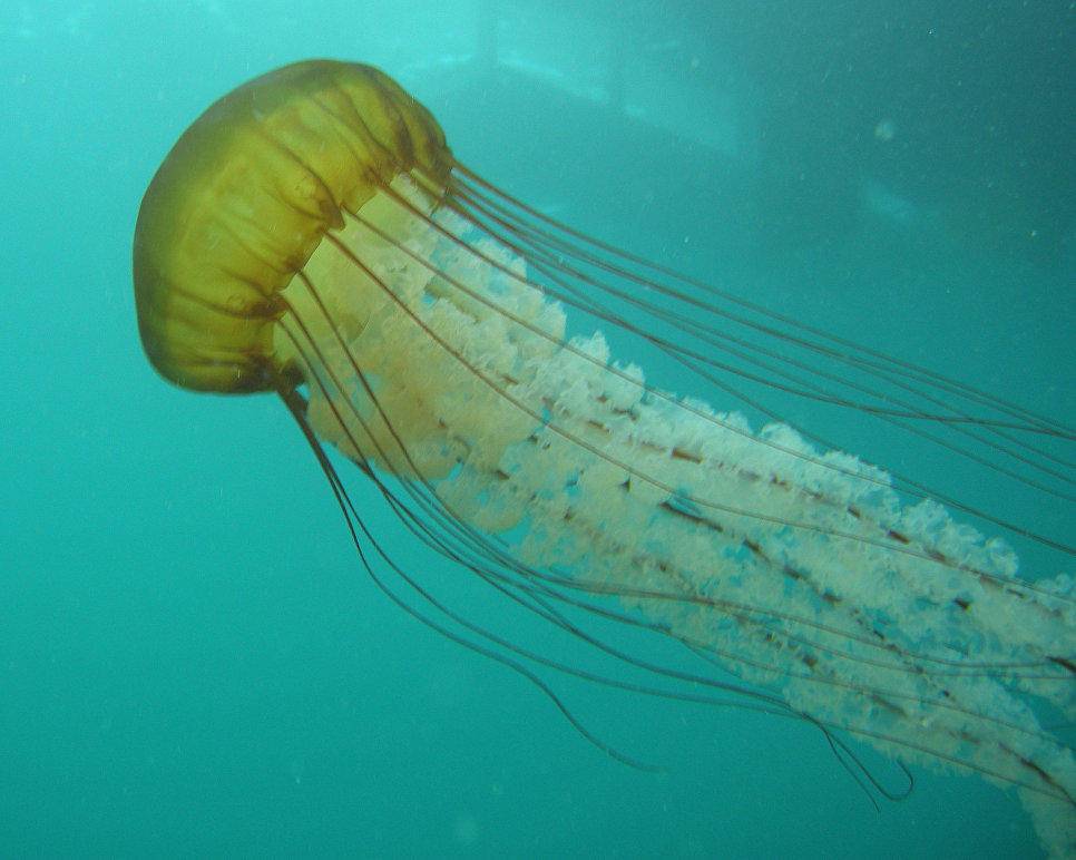 Необычные медузы