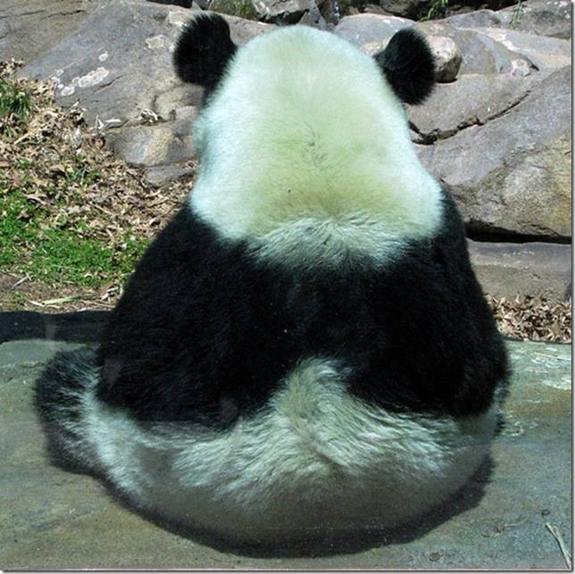 Панда отряд