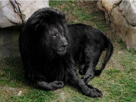 Существуют ли черные львы в природе