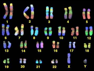 За что отвечают хромосомы