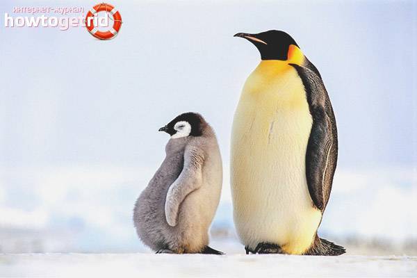 Ареал обитания пингвинов