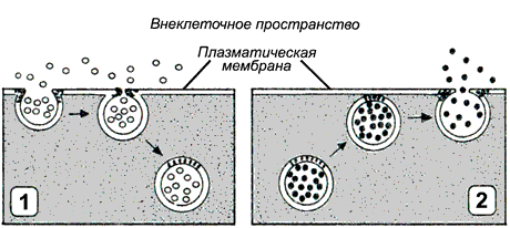 Какие вещества образуют основу клеточных мембран