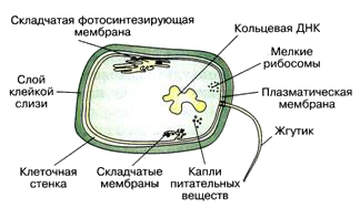 Размеры клеток прокариот и эукариот