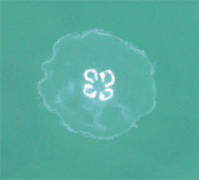 Среда обитания медуз