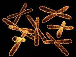 Какой набор хромосом у человека