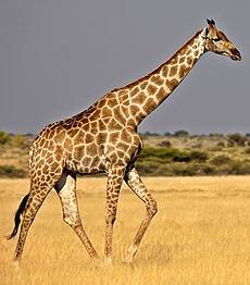 Вес жирафа взрослого
