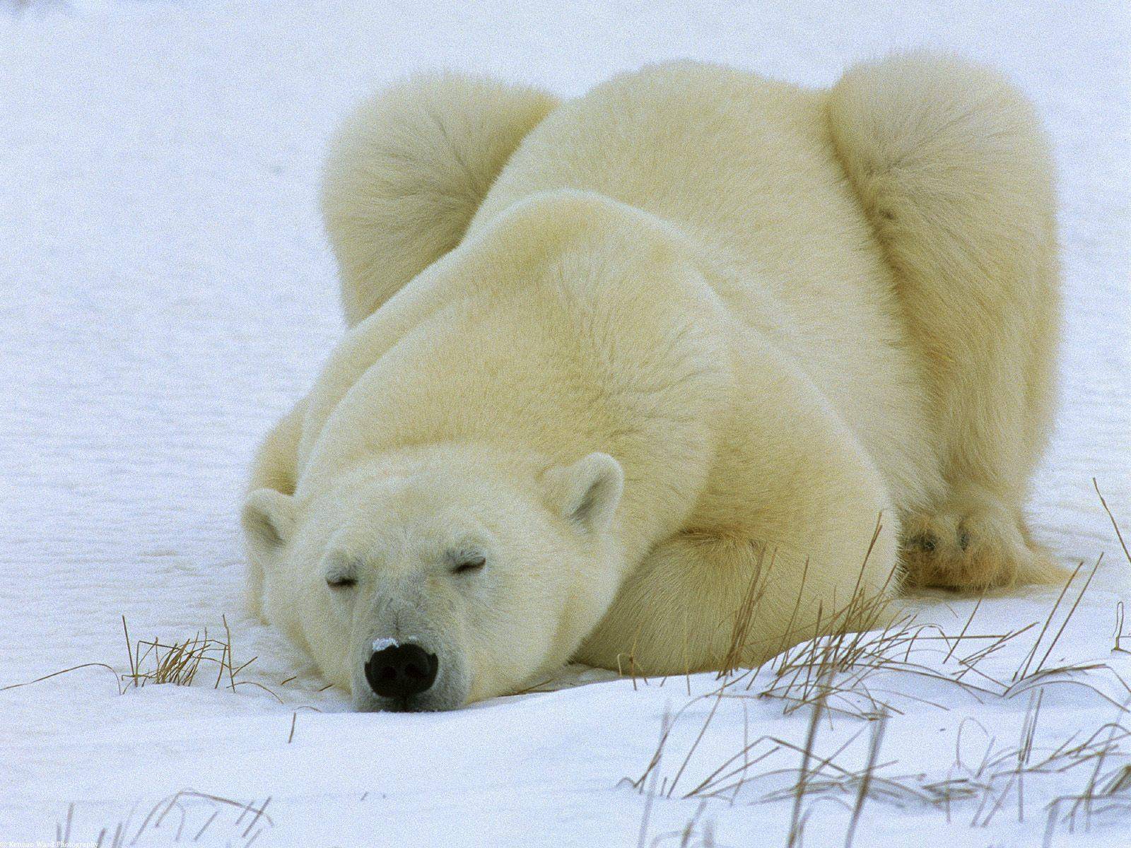 Среда обитания белого медведя