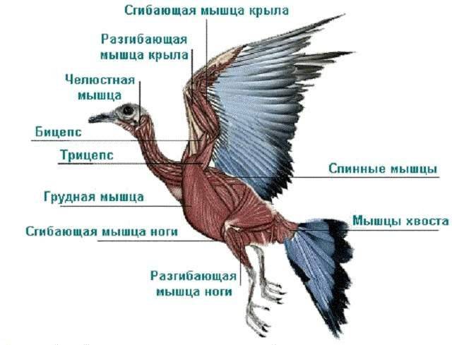 Схема опорно двигательной системы птиц