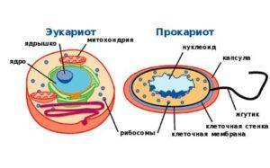 Примеры эукариотических клеток в которых нет ядра
