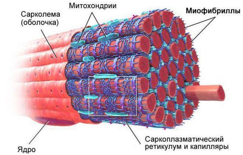 Основной какой системы является изображенная на рисунке клетка мышечной кровеносной