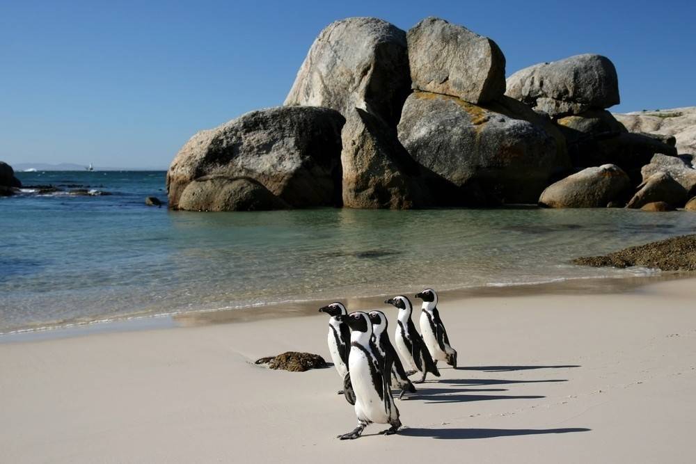 Какие пингвины живут в антарктиде