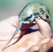 Австралийская мышь