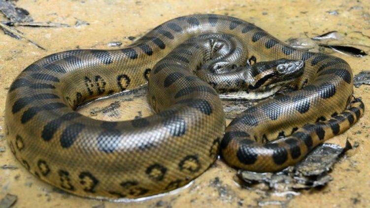 Огромная змея тропической америки