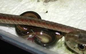 Как размножаются змеи фото