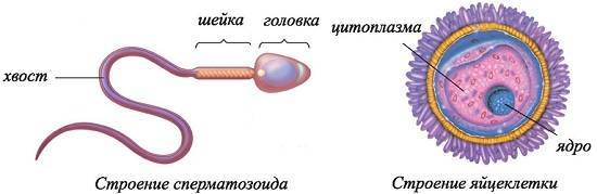 Отличия яйцеклетки и сперматозоида
