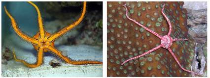 Лучевая симметрия червя. Змеевик иглокожие. Донные животные. Донные животные фото.